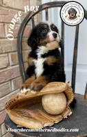 Orange Boy (Aela’s), a male Bernedoodle for sale in Brighton, CO – 10 of 10