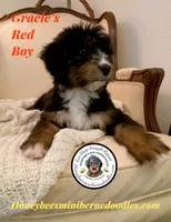 Gracie’s Tricolor Red Boy, a male Miniature Bernedoodle for sale in Brighton, CO – 4 of 10