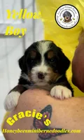 Gracie’s Yellow Boy, a male Miniature Bernedoodle for sale in Brighton, CO – Photo 1 of 7