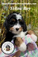 Gracie’s Yellow Boy, a male Miniature Bernedoodle for sale in Brighton, CO – Photo 2 of 10