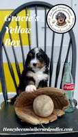 Gracie’s Yellow Boy, a male Miniature Bernedoodle for sale in Brighton, CO – Photo 5 of 10