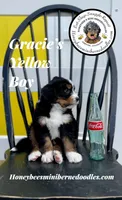 Gracie’s Yellow Boy, a male Miniature Bernedoodle for sale in Brighton, CO – Photo 7 of 10