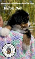 Gracie’s Yellow Boy, a male Miniature Bernedoodle for sale in Brighton, CO – Photo 4 of 10