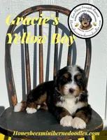 Gracie’s Yellow Boy, a male Miniature Bernedoodle for sale in Brighton, CO – Photo 9 of 10