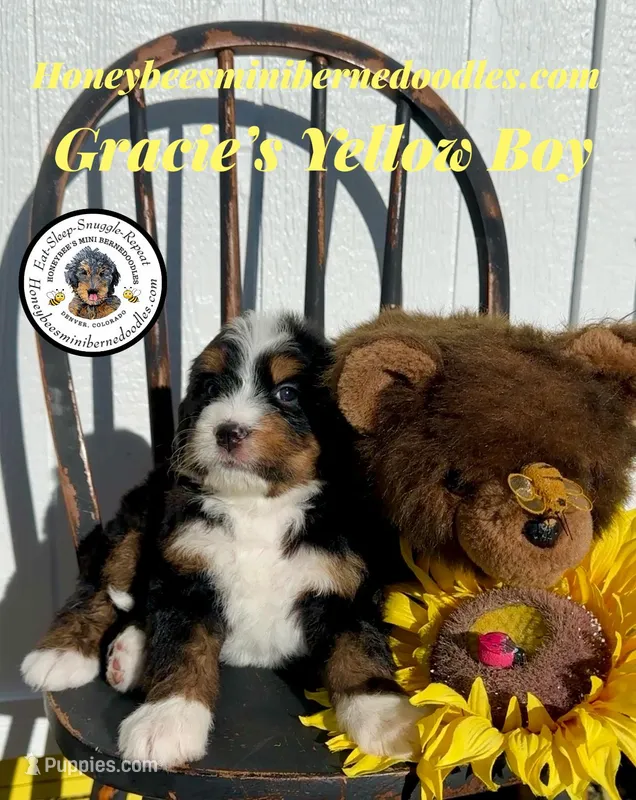 Gracie’s Yellow Boy – Miniature Bernedoodle puppy for sale in Brighton, CO