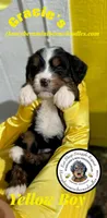 Gracie’s Yellow Boy, a male Miniature Bernedoodle for sale in Brighton, CO – Photo 3 of 7