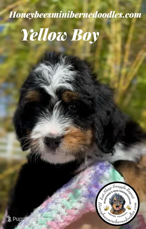 Gracie’s Yellow Boy – Miniature Bernedoodle puppy for sale in Brighton, CO