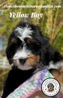 Gracie’s Yellow Boy, a male Miniature Bernedoodle for sale in Brighton, CO – Photo 1 of 10
