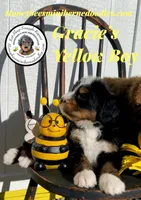 Gracie’s Yellow Boy, a male Miniature Bernedoodle for sale in Brighton, CO – Photo 10 of 10