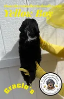 Gracie’s Yellow Boy, a male Miniature Bernedoodle for sale in Brighton, CO – Photo 4 of 7