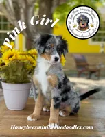 Pink Girl (Aela’s), a female Bernedoodle for sale in Brighton, CO – 4 of 10
