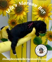 Maroon Boy (Aela’s), a male Bernedoodle for sale in Brighton, CO – 6 of 8