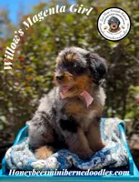 Willow’s Magenta Girl , a female Miniature Bernedoodle for sale in Brighton, CO – 3 of 10