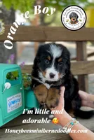Aela’s Orange Boy, a male Miniature Bernedoodle for sale in Brighton, CO – 1 of 9
