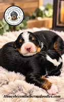 Juni’s Yellow Girl, a female Miniature Bernedoodle for sale in Brighton, CO – 7 of 9