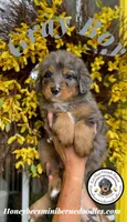 Aela’s Gray Boy, a male Miniature Bernedoodle for sale in Brighton, CO – 9 of 10