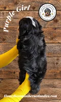 Juni’s Purple Girl , a female Miniature Bernedoodle for sale in Brighton, CO – 5 of 9
