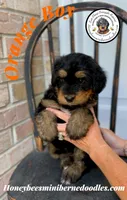 Willow’s Orange Boy, a male Miniature Bernedoodle for sale in Brighton, CO – 3 of 7