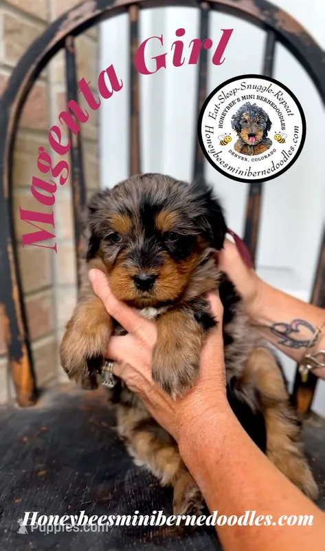 Willow’s Magenta Girl  – Miniature Bernedoodle puppy for sale in Brighton, CO
