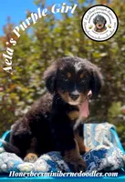 Aela’s Purple Girl , a female Miniature Bernedoodle for sale in Brighton, CO – 3 of 10