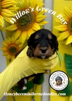 Willow’s Green Boy , a male Miniature Bernedoodle for sale in Brighton, CO – 8 of 10