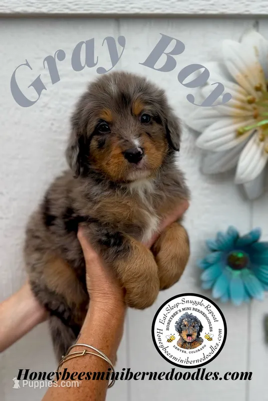 Aela’s Gray Boy – Miniature Bernedoodle puppy for sale in Brighton, CO