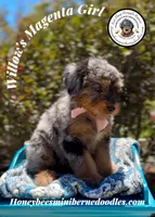 Willow’s Magenta Girl , a female Miniature Bernedoodle for sale in Brighton, CO – 5 of 10