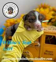 Willow’s Teal Girl , a female Miniature Bernedoodle for sale in Brighton, CO – 2 of 5