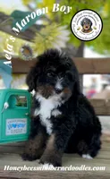 Aela’s Maroon Boy, a male Miniature Bernedoodle for sale in Brighton, CO – 4 of 10