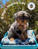 Willow’s Magenta Girl , a female Miniature Bernedoodle for sale in Brighton, CO – 4 of 10