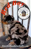 Red Boy (Willow’s), a male Bernedoodle for sale in Brighton, CO – 3 of 8