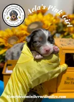 Aela’s Pink Girl , a female Miniature Bernedoodle for sale in Brighton, CO – 2 of 6