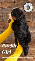 Juni’s Purple Girl , a female Miniature Bernedoodle for sale in Brighton, CO – 6 of 9