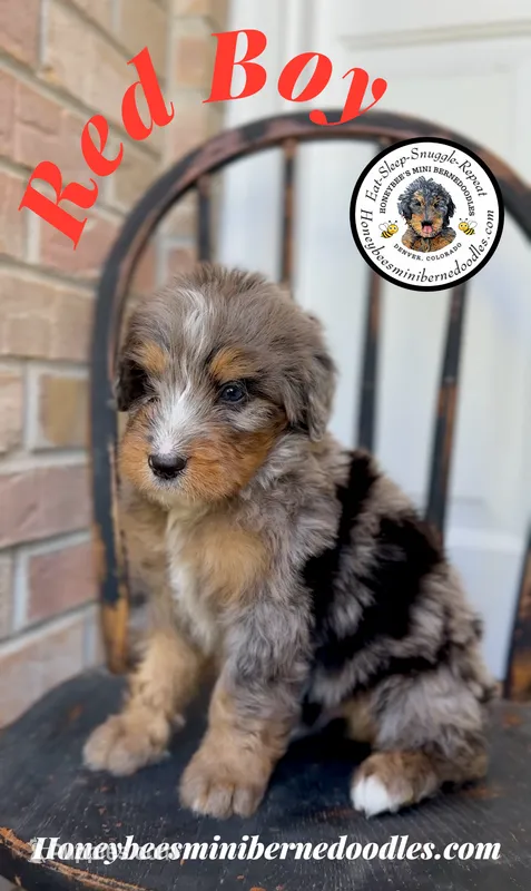 Red Boy (Aela’s) – Bernedoodle puppy for sale in Brighton, CO