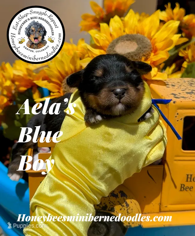 Aela’s Blue Boy – Miniature Bernedoodle puppy for sale in Brighton, CO