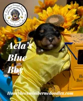 Aela’s Blue Boy, a male Miniature Bernedoodle for sale in Brighton, CO – 1 of 5