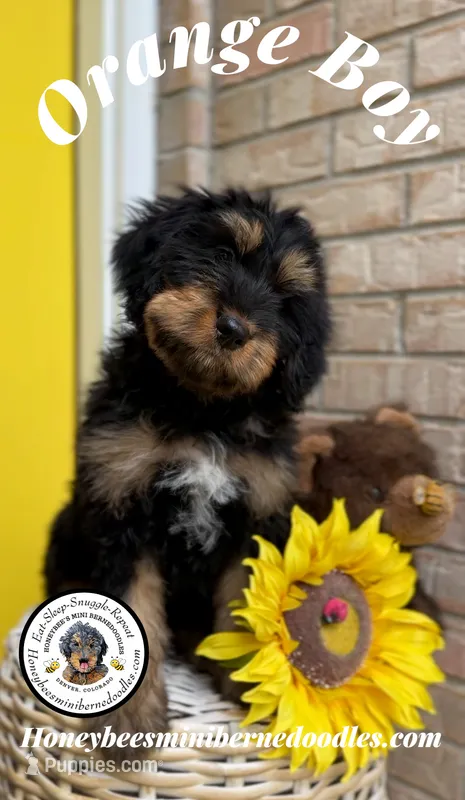 Willow’s Orange Boy – Miniature Bernedoodle puppy for sale in Brighton, CO