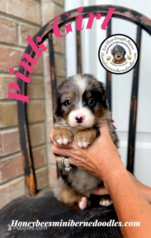 Aela’s Pink Girl  – Miniature Bernedoodle puppy for sale in Brighton, CO