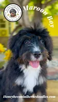 Maroon Boy (Aela’s), a male Bernedoodle for sale in Brighton, CO – 5 of 10