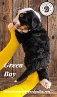 Juni’s Green Boy , a male Miniature Bernedoodle for sale in Brighton, CO – 6 of 10