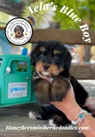 Aela’s Blue Boy, a male Miniature Bernedoodle for sale in Brighton, CO – 7 of 10