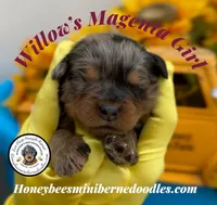 Willow’s Magenta Girl , a female Miniature Bernedoodle for sale in Brighton, CO – 1 of 6