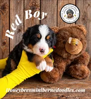 Juni’s Red Boy, a male Miniature Bernedoodle for sale in Brighton, CO – 2 of 9