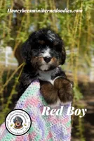 Gracie’s Tricolor Red Boy, a male Miniature Bernedoodle for sale in Brighton, CO – 6 of 10