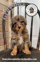 Aela’s Gray Boy, a male Miniature Bernedoodle for sale in Brighton, CO – 7 of 10