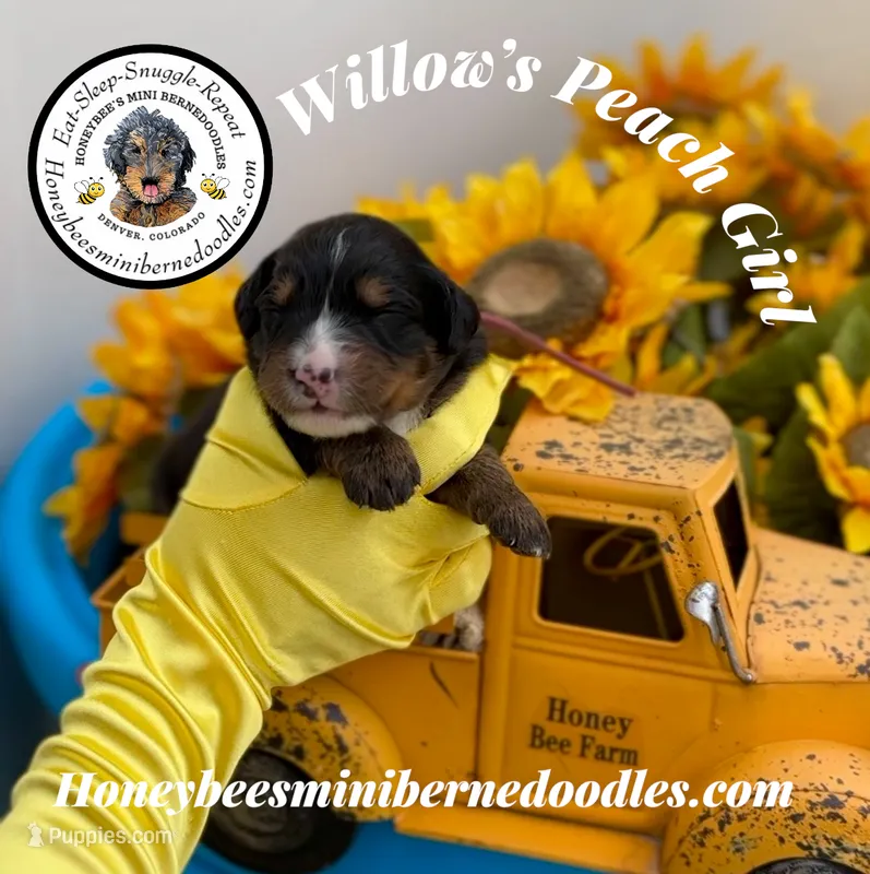 Willow’s Peach Girl  – Miniature Bernedoodle puppy for sale in Brighton, CO