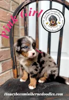 Aela’s Pink Girl , a female Miniature Bernedoodle for sale in Brighton, CO – 6 of 7