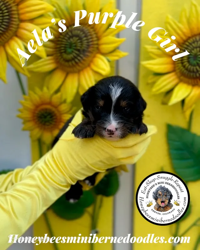 Aela’s Purple Girl  – Miniature Bernedoodle puppy for sale in Brighton, CO