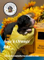 Aela’s Orange Boy, a male Miniature Bernedoodle for sale in Brighton, CO – 2 of 6
