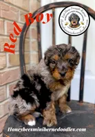 Red Boy (Willow’s), a male Bernedoodle for sale in Brighton, CO – 2 of 8